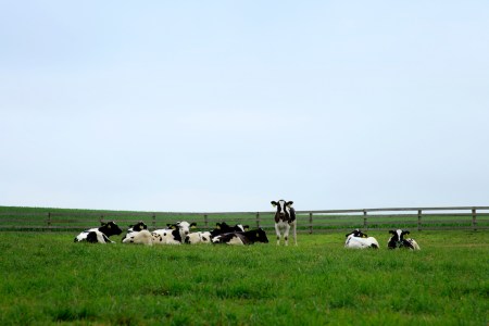 cows laying in the grass.
