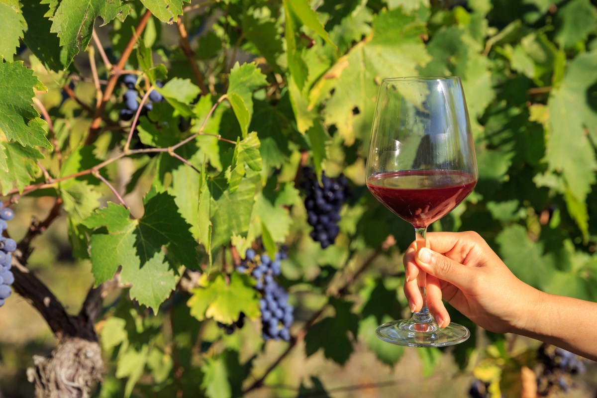 Hand holding Wine glass in vineyard