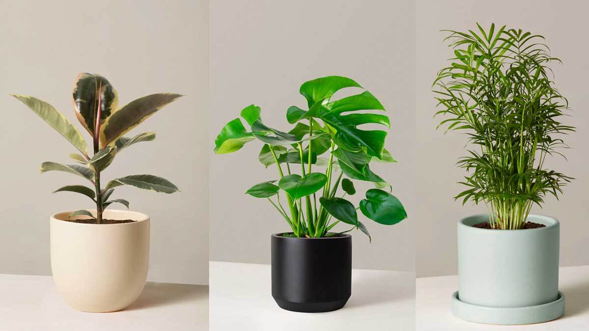 Three plant offerings from The Sill, now up to you too 40%