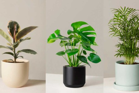 Three plant offerings from The Sill, now up to you too 40%