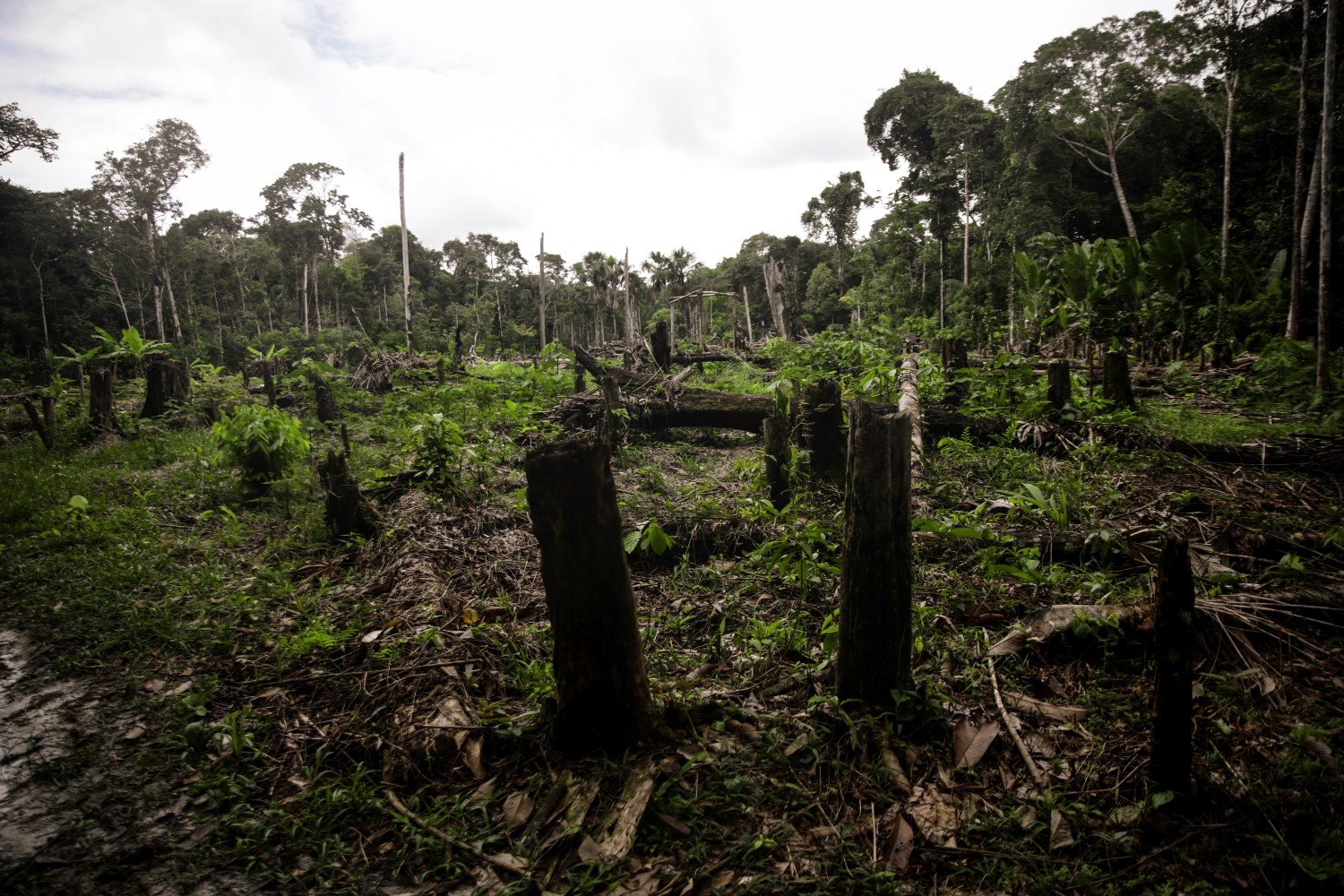 Deforestation in the Amazon