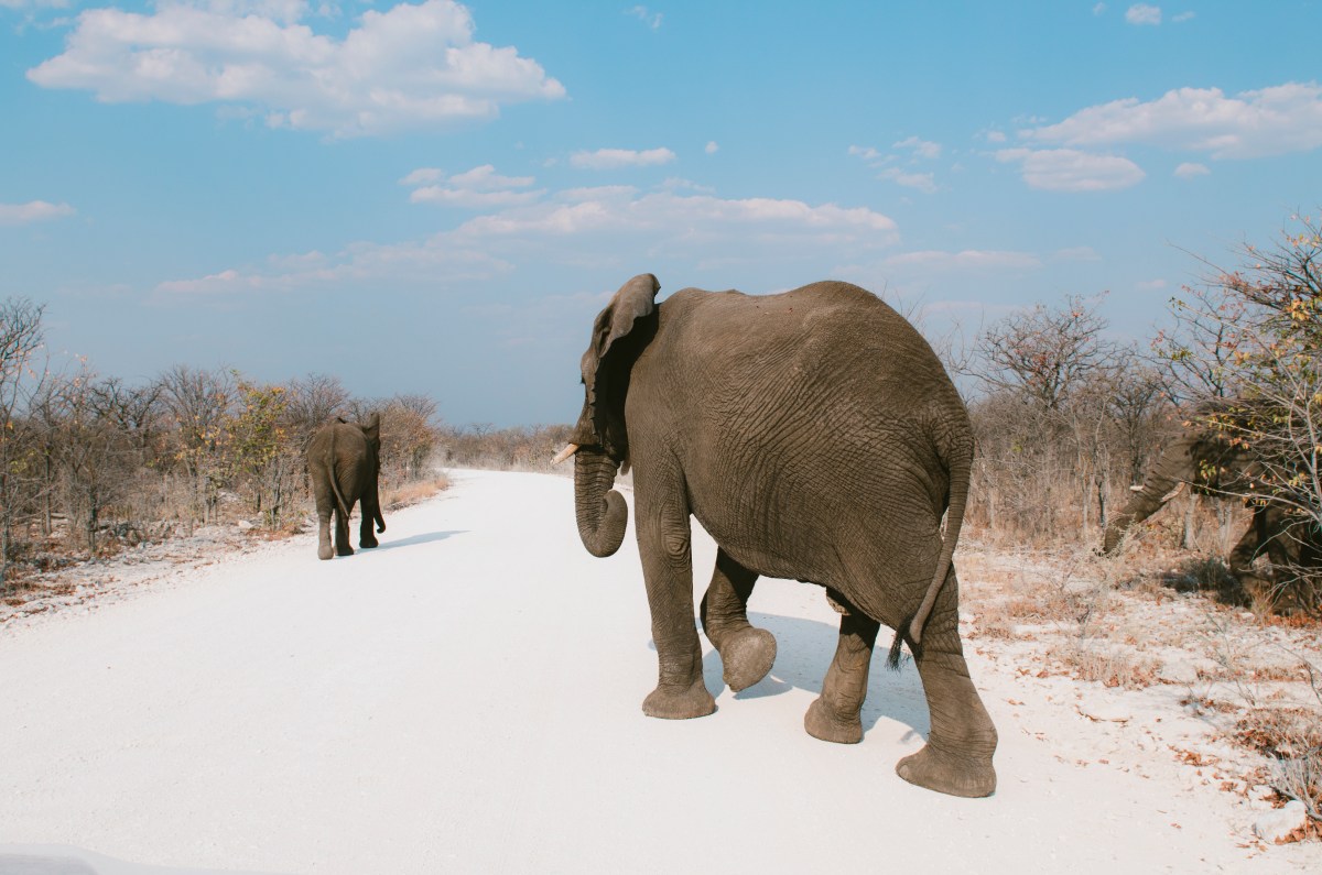 A rear view of two elephants walking on a path. Turns out "elephant balls," a favorite grip strength tool, has nothing to do with actual elephants.
