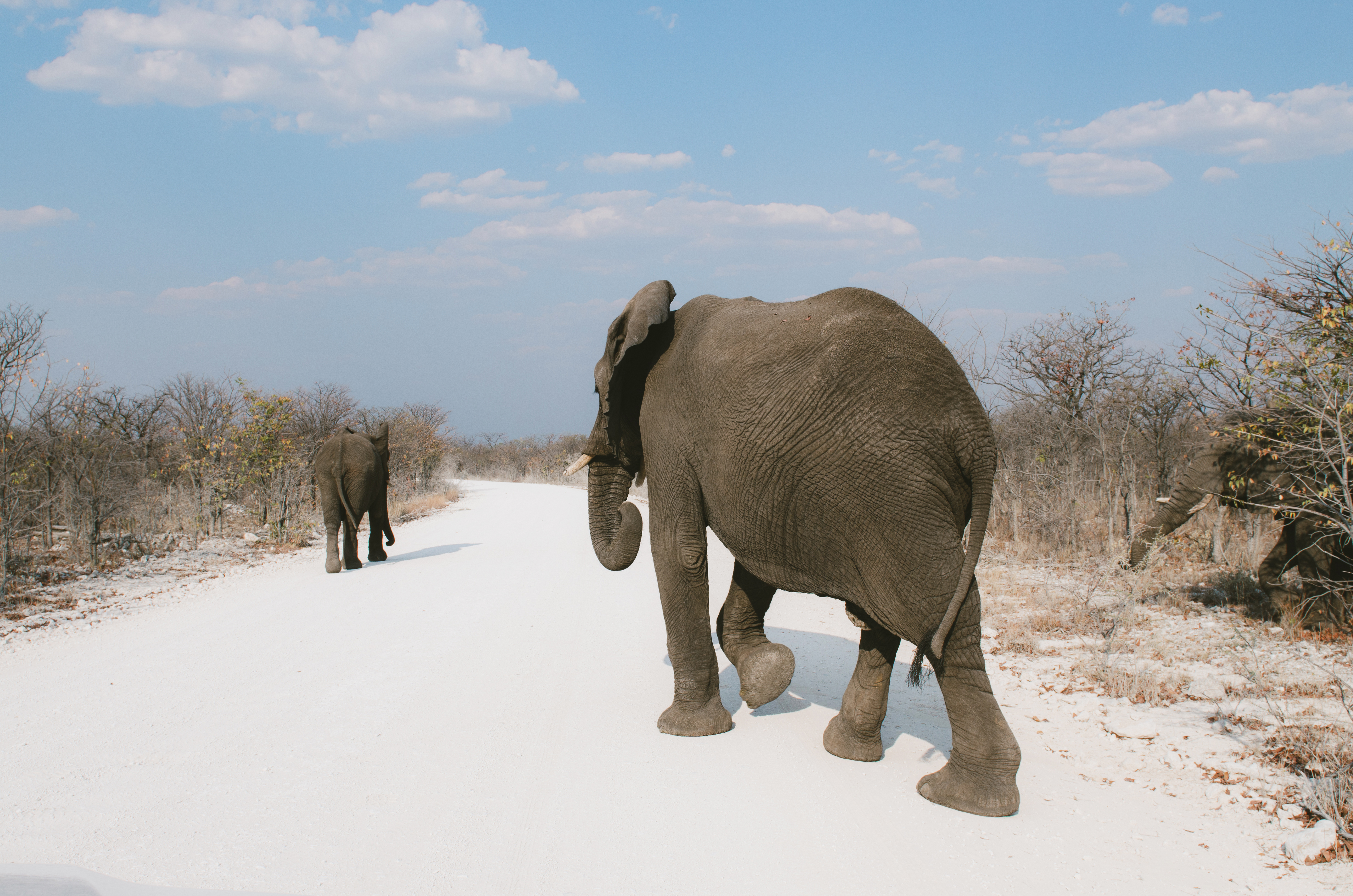 A rear view of two elephants walking on a path. Turns out "elephant balls," a favorite grip strength tool, has nothing to do with actual elephants.