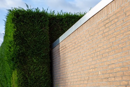 Very high hedge