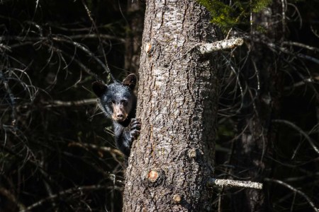A young black bear trying to climb a pine tree in Bella Coola
