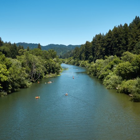 Kayakers paddle up and down the Russian River on a California summer day.