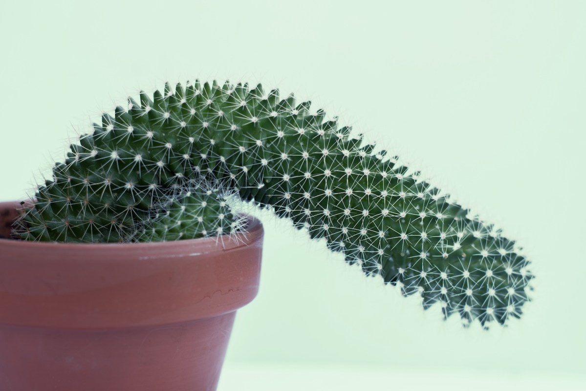 A phallus-looking cactus in a pot bends over in front of a light green background