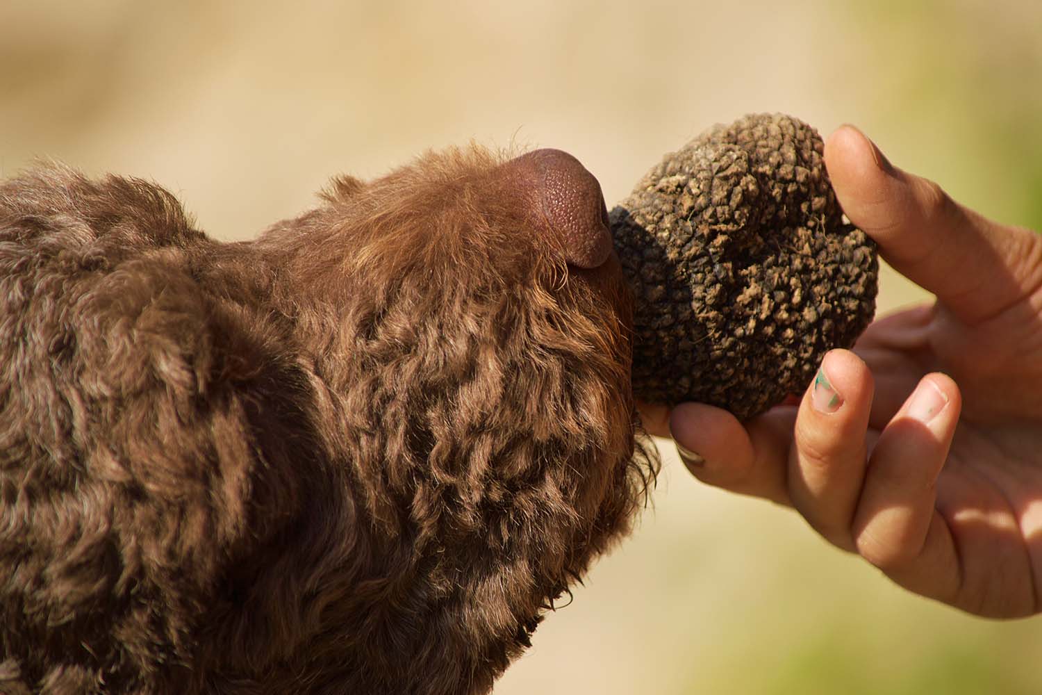 Purebred Lagotto Romagnolo truffle hunt training