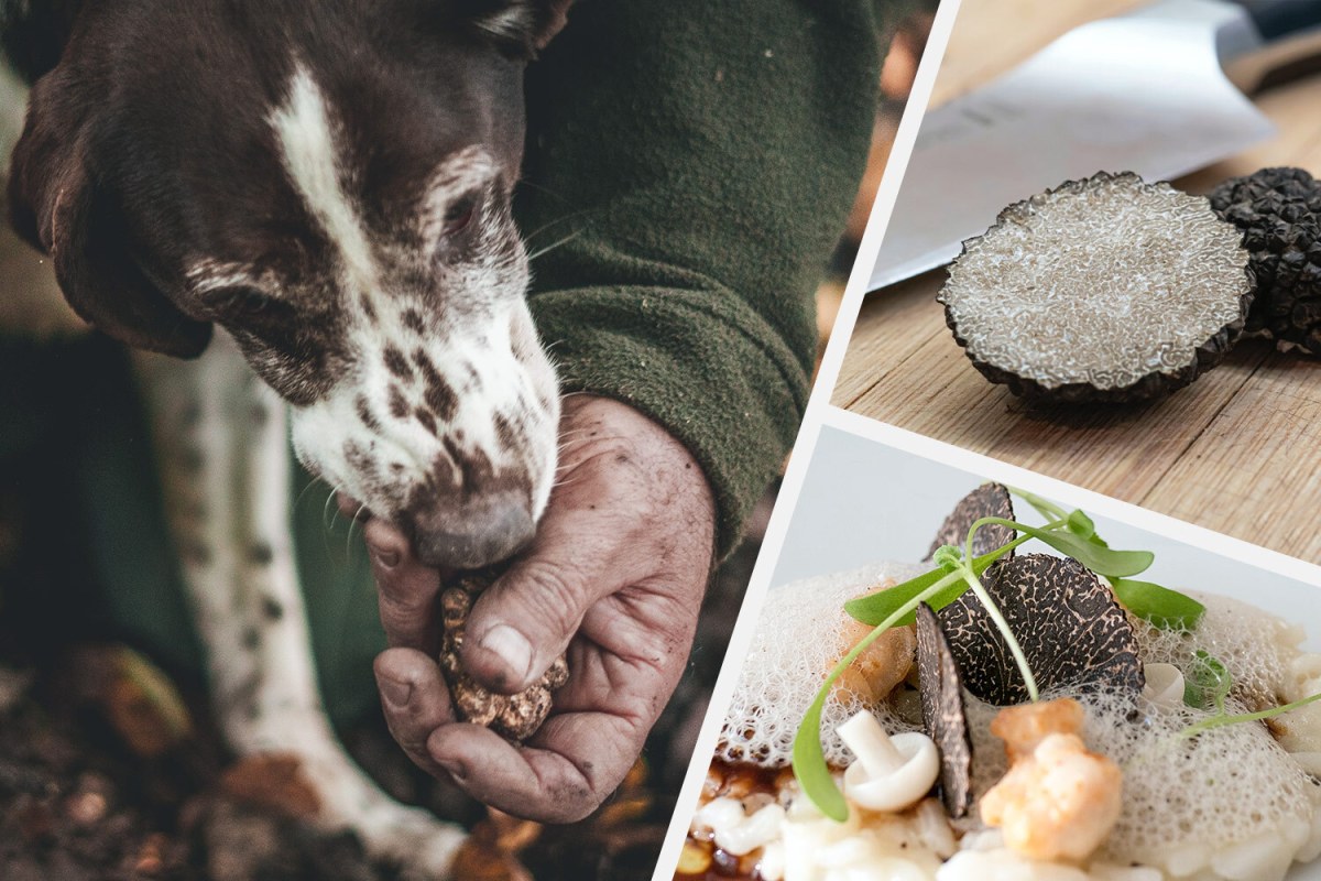 Truffle Hunting in Italy What It's Like in the World's Truffle Capital