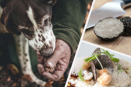 Truffle Hunting in the Truffle Capital of the World