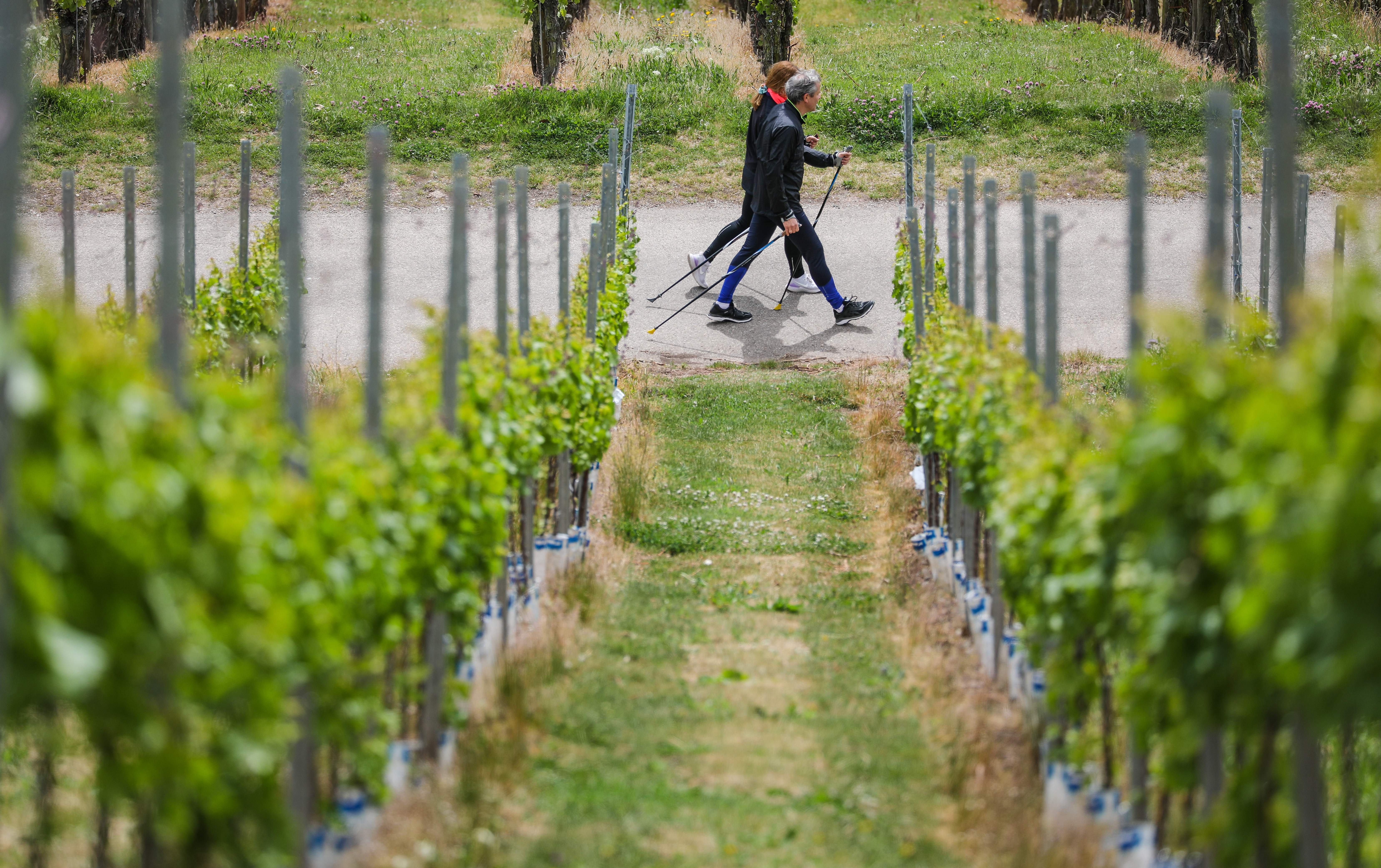 A view of a couple walking through a vineyard with walking sticks.