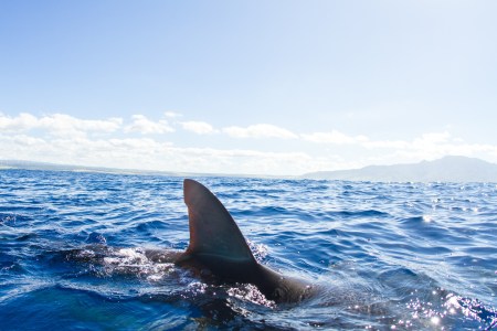 Did Dolphins Save a Swimmer From a Shark?