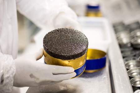 A worker from the company Rova Caviar Madagascar packs in a metal box the caviar extracted from a sturgeon