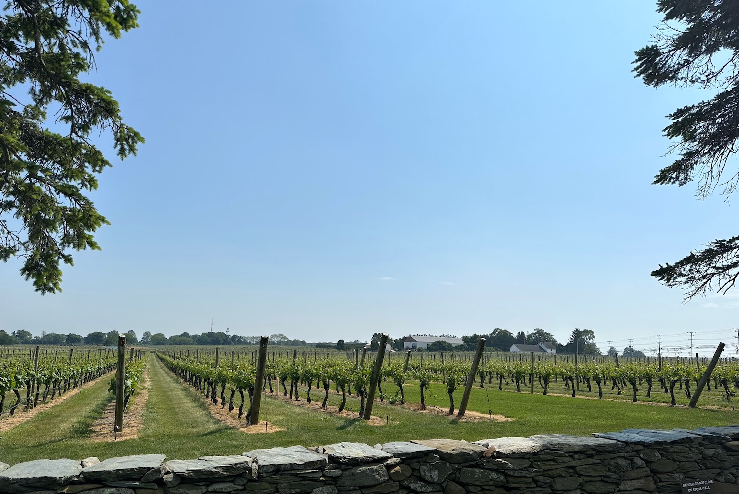 rows of grapevines rhode island