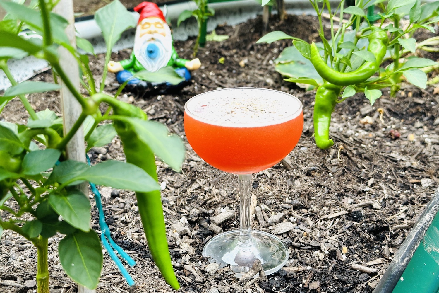 red cocktail in a coupe glass sitting in a garden