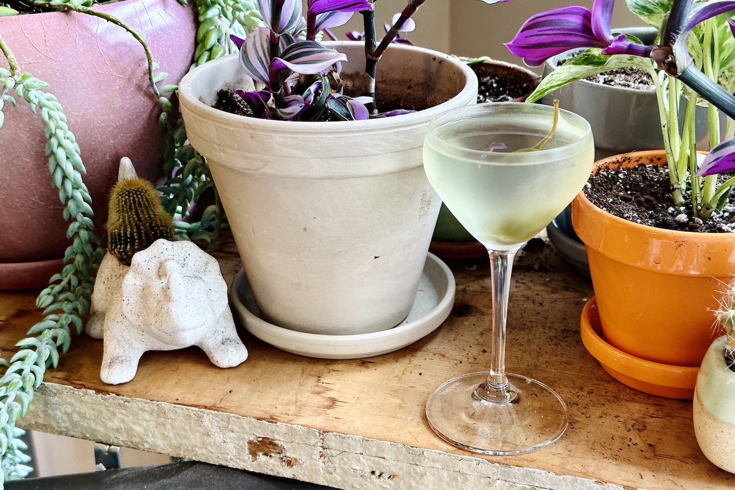 gibson martini in a nick and nora glass sitting on a shelf with plants