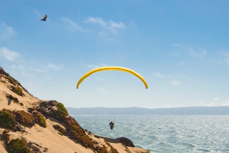 Person paragliding over a beach, overlooking the ocean while a bird flies above.