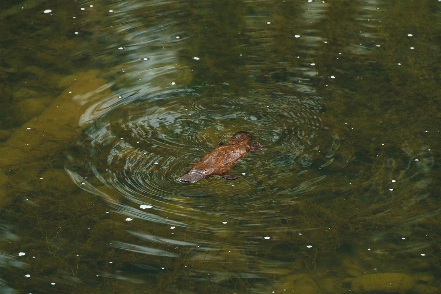 A platypus in the water