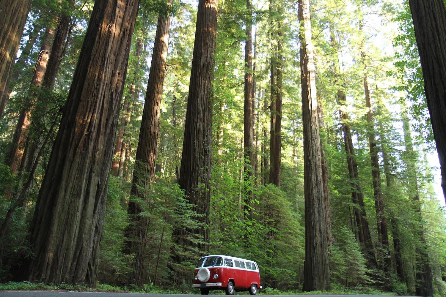 Tall trees and van in Redwood National Park