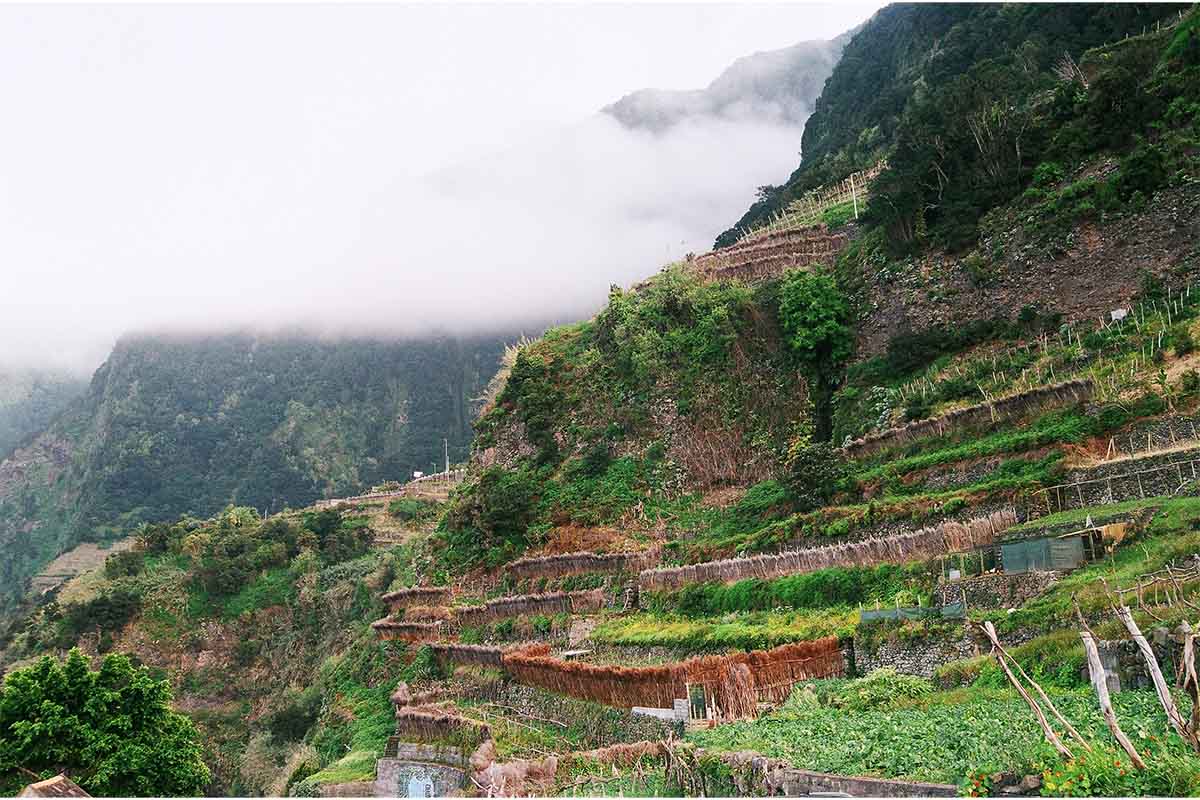 Sercial vineyards in Madeira