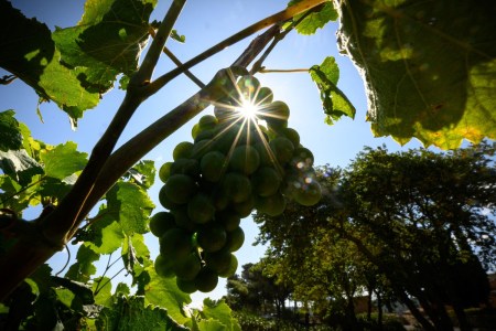 Wine grapes in France