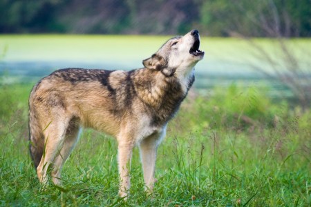 Gray wolf standing in the green grass howling
