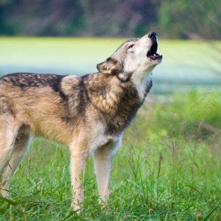 Gray wolf standing in the green grass howling