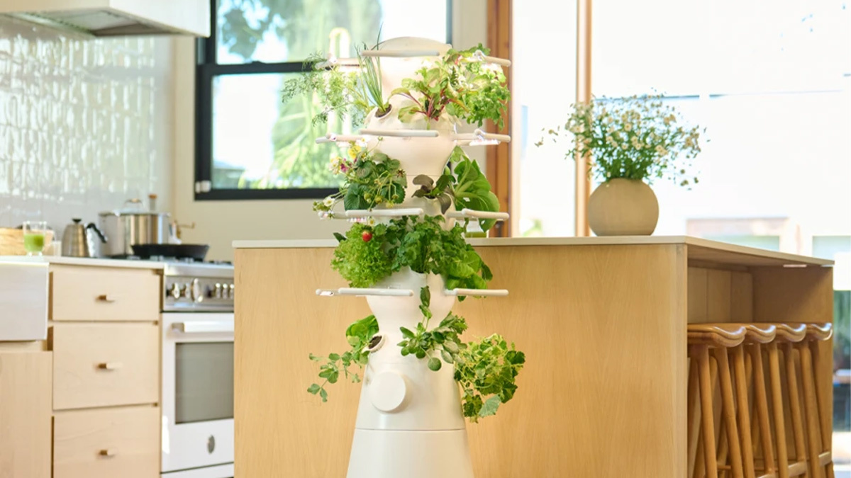 Lettuce Grow Stand in a well lit kitchen