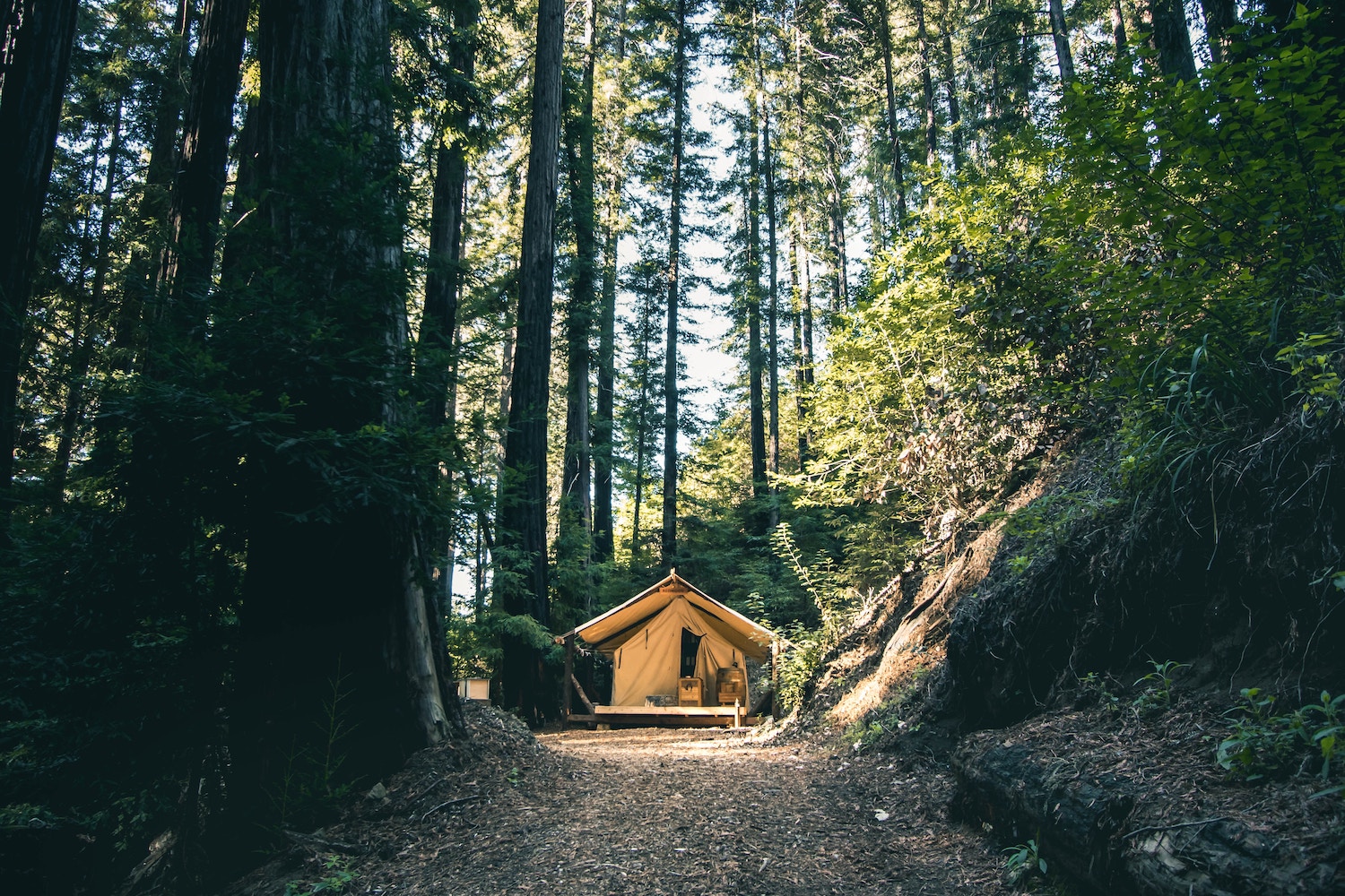 Camping tent in woods in Big Sur