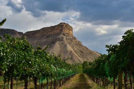 Palisade Grape Vines Colorado