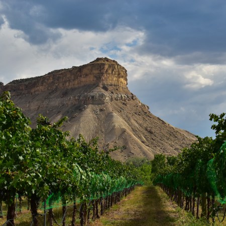 Palisade Grape Vines Colorado