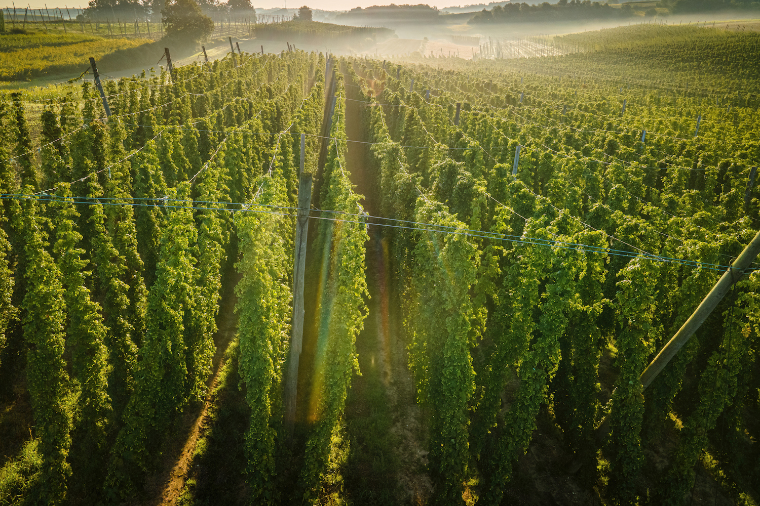 Hop field view from top with morning fog background