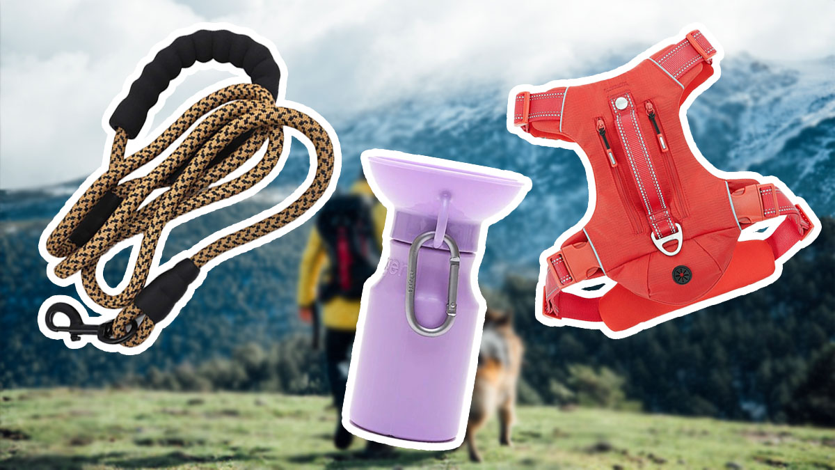 Hiking with dogs hero