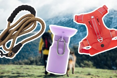 This Is the Best Gear for Hiking With Your Dog