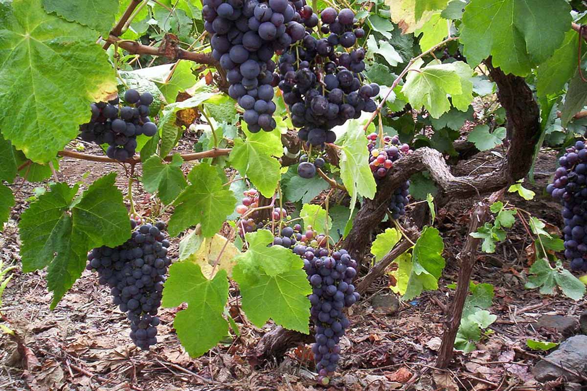 The Spanish wine grape Listan Negro (a.k.a. Listan Prieto or Pais) growing in the Canary Islands