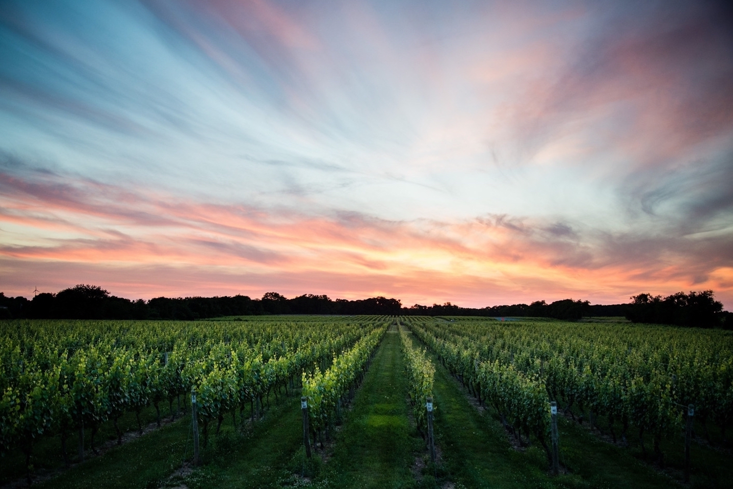 a sunset over rows of grape vines at bedell cellars