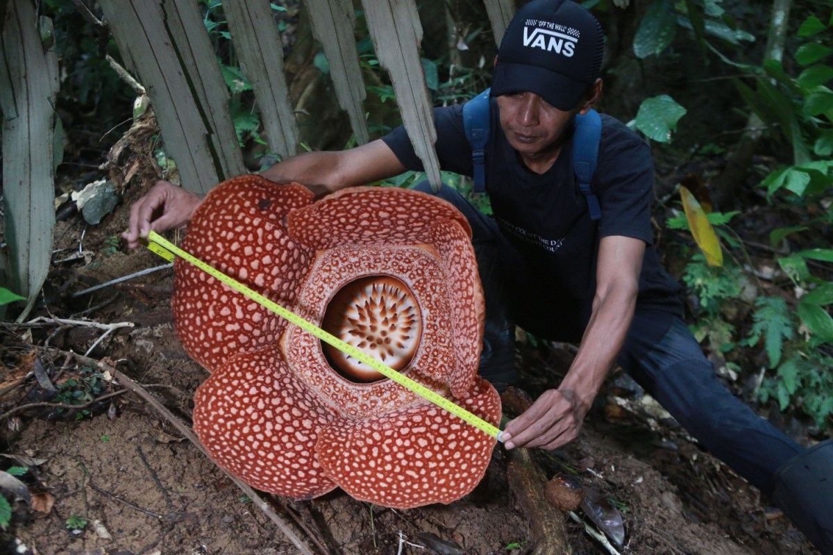 Measuring a corpse flower