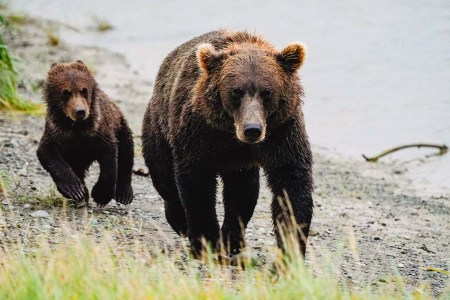 Watching Coastal Grizzly Bears in Lake Clark National Park