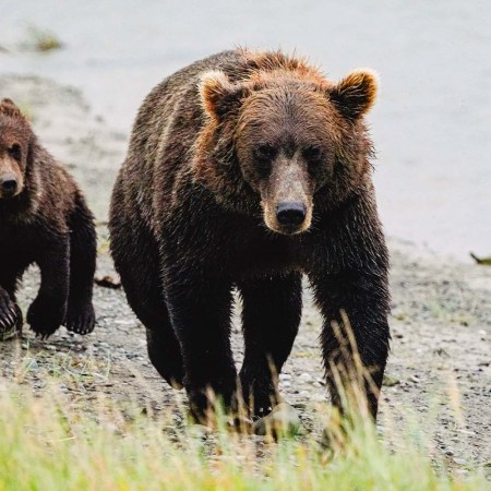 A crash course in grizzly bears