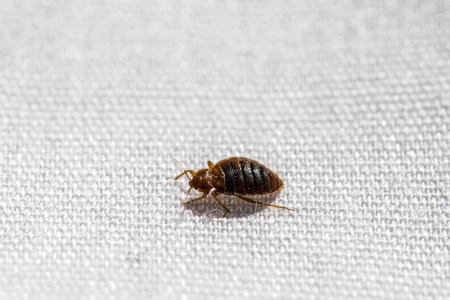 Bedbugs in Paris