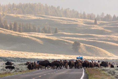 Bison on the road in Yellowstone National Park. The best way to see Yellowstone is with a tour guide.