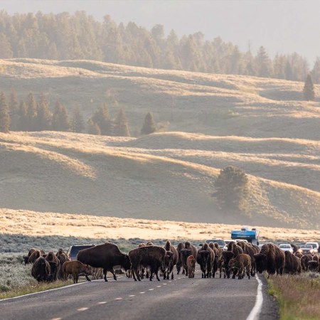 Bison on the road in Yellowstone National Park. The best way to see Yellowstone is with a tour guide.