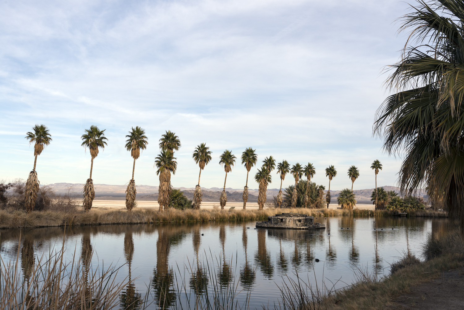 Tall palms surrounding an artificial pond called Lake Tuendae at the Desert Studies Center at the tiny settlement of Zzyzx, near Baker and adjacent to the Mojave National Preserve in southeast California
