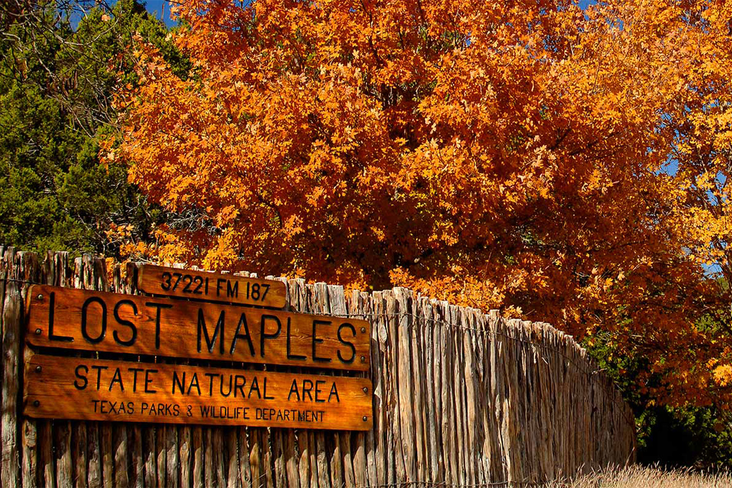 Orange leaves on trees in front of Lost Maple sign