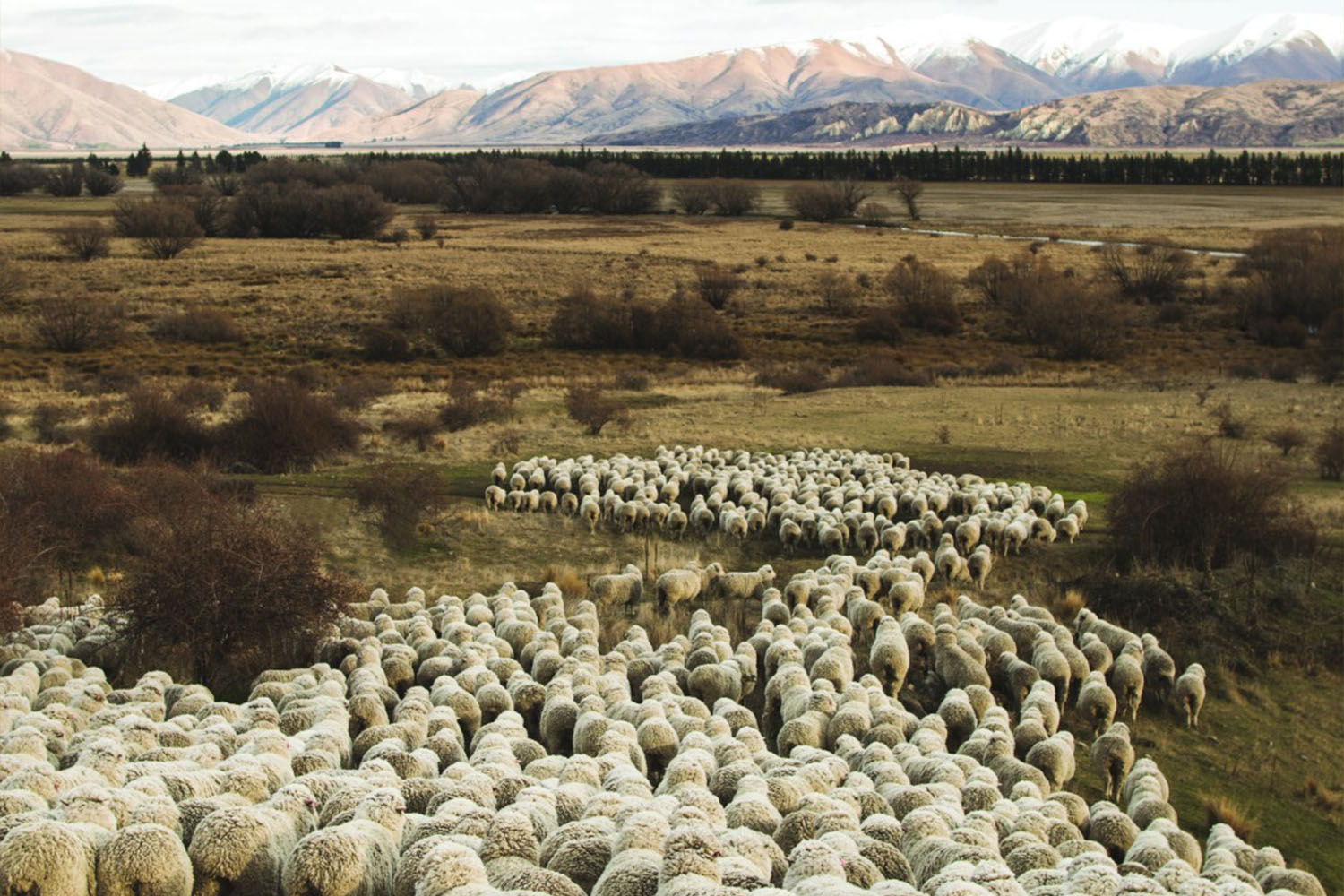 Merino-Wool sheep