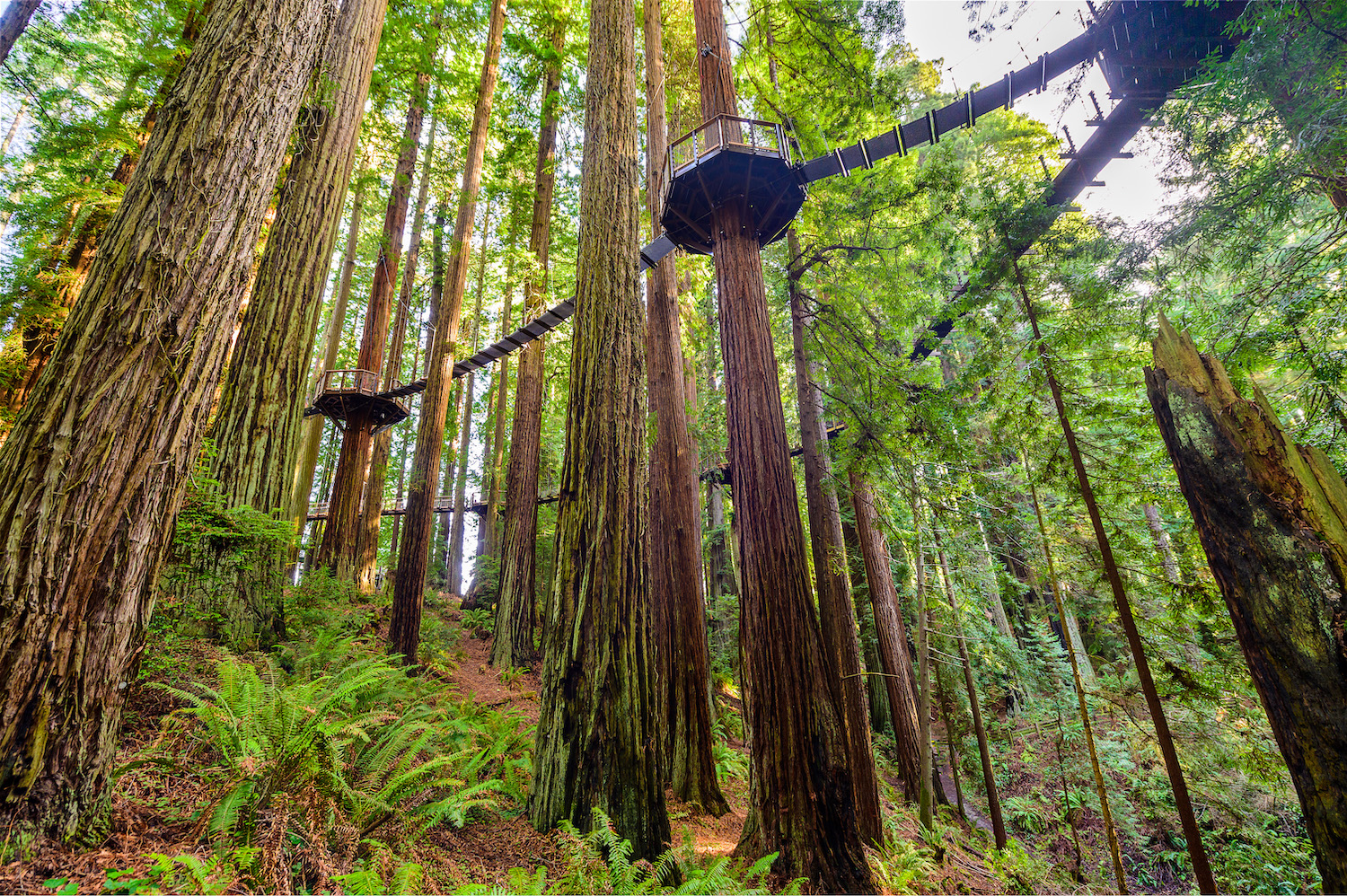 Redwood trees with walkway between them 