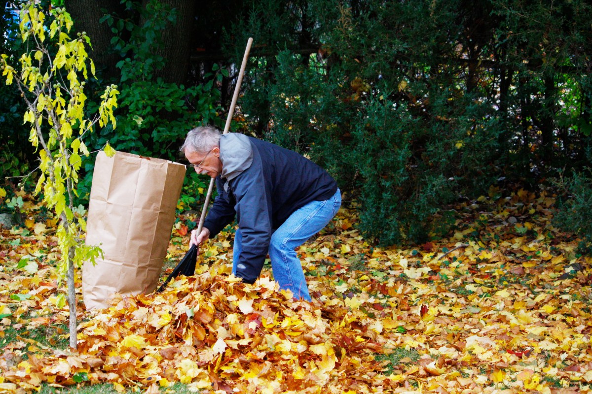 An old man picking up a pile of leaves in his backyard.