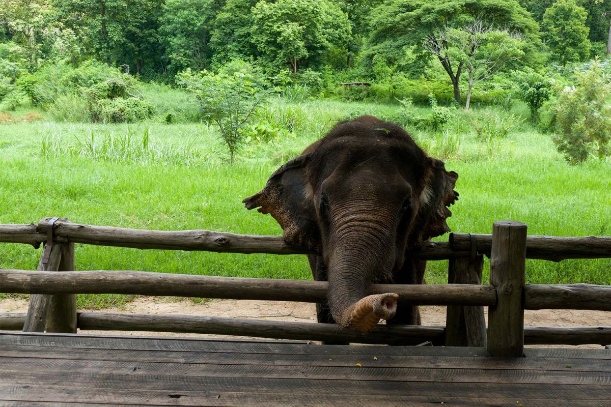 An Asian elephant at the Hang Chat Thai Elephant Conservation Center in Thailand.
