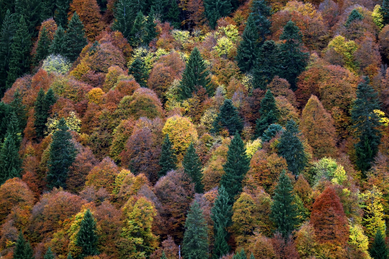 Forest viewed from the air
