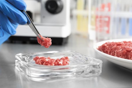 Scientist checking meat at table in laboratory, closeup
